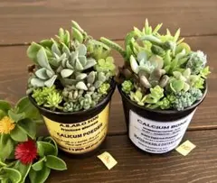 そのまま飾れます　多肉　サボテン　寄せ植え　育て方メモつき❤️2つセットのサムネイル