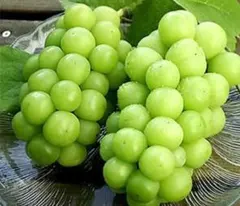 シャインマスカット苗 メルカリ運営接木として確認済 ️⭕️ 確認用 シャインマスカット苗 メルカリ運営接木として確認済 ️⭕️ 確認用