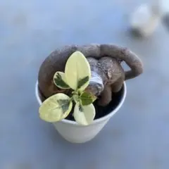 2025年最新】パンダガジュマル 斑入りの人気アイテム - メルカリ