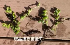 kikurin様 リクエスト 2点 まとめ商品