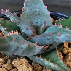 2025年最新】アロエ カスティロニアエの人気アイテム - メルカリ