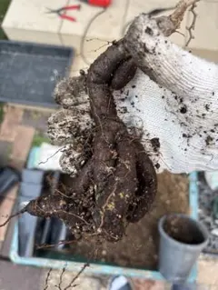 オペルクリカリアパキプス 根挿し プレステラ90 (鉢植え発送) - メルカリ