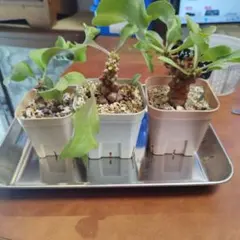 2025年最新】オトンナ ヘレーの人気アイテム - メルカリ