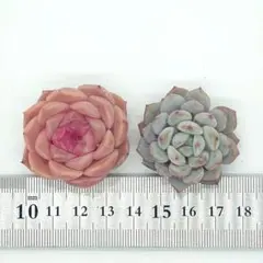 エケベリア 多肉植物 寄せ植えセット T06 カット苗 韓国苗