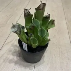 2025年最新】ミノール ヘリアンフォラの人気アイテム - メルカリ