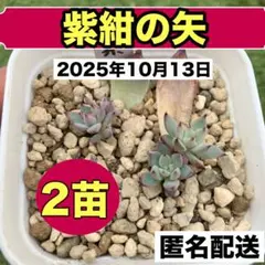 2025年最新】紫紺の矢 ミックスベリアの人気アイテム - メルカリ