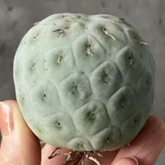 2025年最新】テフロカクタス ゲオメトリクスの人気アイテム - メルカリ