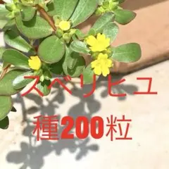 2026年最新】花の種の人気アイテム - メルカリ