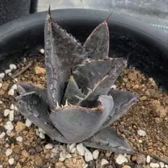 マンガべ　「黒火焔×血雨雷神」 2025年最新】血雨雷神の人気アイテム - メルカリ