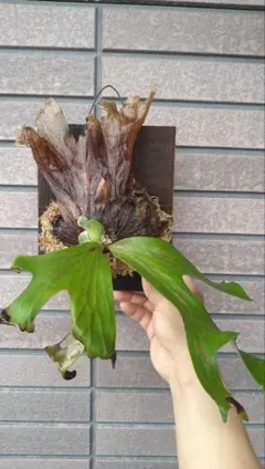 P. wallichii WILD from Phetchabun ワリチー - メルカリ
