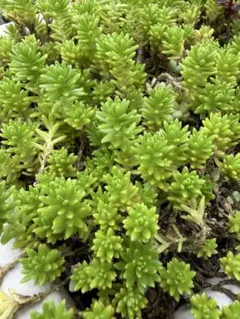多肉植物 セダム モリムラマンネングサ 森村万年草 10カット - メルカリ
