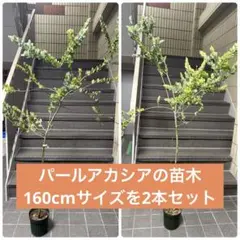 パールアカシア（ミモザ） 苗 160cm 2本セット