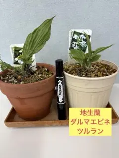 駿河蘭(蘭陶器鉢ごと)メルカリ便発送写真13枚目 8/12撮影NO.1 駿河蘭(蘭陶器鉢ごと)メルカリ便発送写真13枚目 8/12撮影NO.1