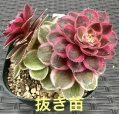 2026年最新】観葉植物 アエオニウムの人気アイテム - メルカリ