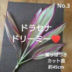 No.6【観葉植物】ドラセナ ドリーミー♥️高さ約40cm - メルカリ