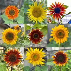 seisendo様 リクエスト 3点 まとめ商品