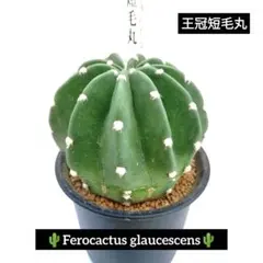 2025年最新】サボテン 短毛丸の人気アイテム - メルカリ