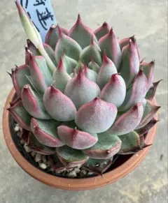 札付き】 中里リンゼアナ 紅桃花 ルイパパさん 土付き発送 多肉 - メルカリ