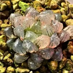 B*️様 OB-1オブツーサ錦　超美株　ハオルチア　観葉植物　11