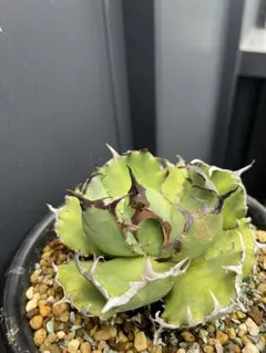 黒鯨　カキコのサムネイル