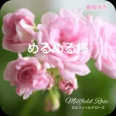 めるめる様　ゼラニウム苗 4品種