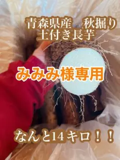 みみみ様専用 青森県産　土付き 長芋14キロ　泥付き　ながいも　山芋