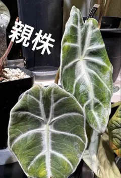 2026年最新】アロカシア 芋の人気アイテム - メルカリ