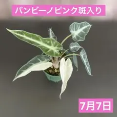 き*読様 群生 アロカシア バンビーノピンク 選抜株 - メルカリ