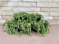 お客様専用商品・多肉植物お好みセット