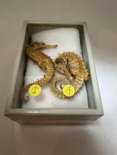 2026年最新】タツノオトシゴ標本の人気アイテム - メルカリ