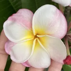 プルメリア Hawaii園芸品種 JL Temptation 挿し木苗 - メルカリ