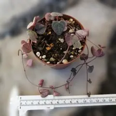 どるちゃん様 リクエスト 2点 まとめ商品