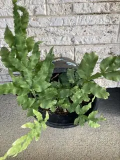 P. Willinckii Spur(TC) - メルカリ