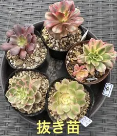 2025年最新】錦やの人気アイテム - メルカリ