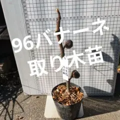 2026年最新】イチジク苗木の人気アイテム - メルカリ