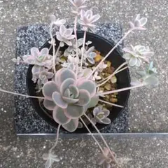 ラスト♡子持ち蓮華錦 鏡花 カット苗２個 多肉植物 ラスト♡子持ち蓮華錦 鏡花 カット苗2個 多肉植物