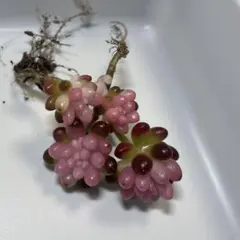 多肉植物 ♡ レッドベリー錦　抜き苗