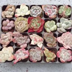 ⑥　サービス品！ 韓国苗　カット苗　ミニ寄せ植え用　多肉植物