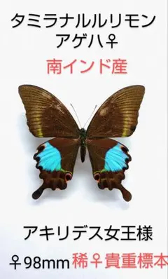 2026年最新】ルリモンアゲハの人気アイテム - メルカリ