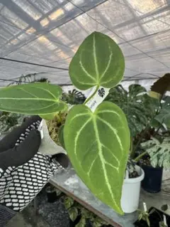 2025年最新】アンスリウムの人気アイテム - メルカリ