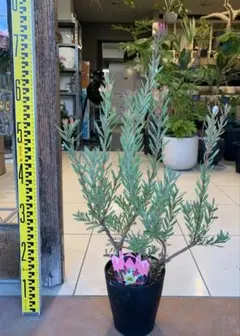 あ様 リクエスト 4点 まとめ商品