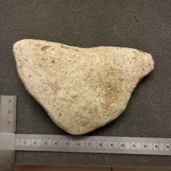 サンゴ化石のサムネイル