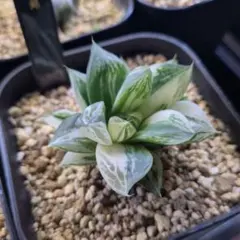 ハオルチア　宝草錦