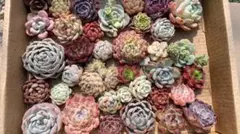 Q0025　35株の大苗セット　カット苗　多肉　エケベリア　韓国苗　詰め合わせ