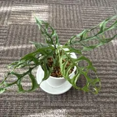 2026年最新】オブリクアの人気アイテム - メルカリ