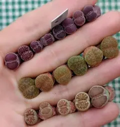 マロウブルー626 @発送はプロフ確認を様 リクエスト 3点 まとめ商品