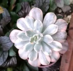 2025年最新】ルンヨニー錦の人気アイテム - メルカリ