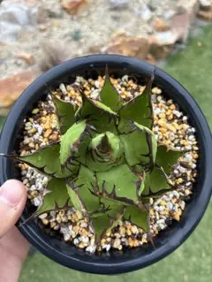 2025年最新】アガベ ホリダ 子株の人気アイテム - メルカリ