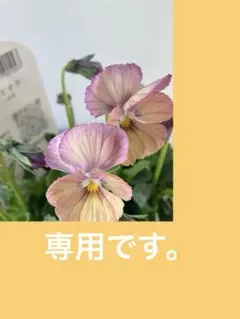 Hanana様専用　ときめきビオラ　シネマティックベイン、他