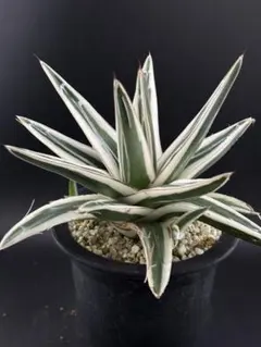 2026年最新】アガベ 笹の雪 氷山の人気アイテム - メルカリ